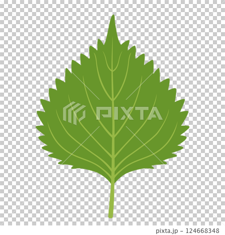 Perilla icon 124668348