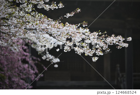 古寺に咲く桜と海棠 古寺に咲く桜と海棠 124668524