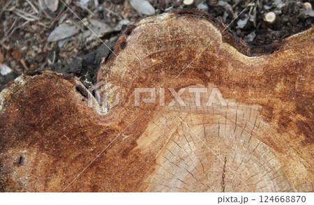 長い年月を感じる樹木の年輪 長い年月を感じる樹木の年輪 124668870