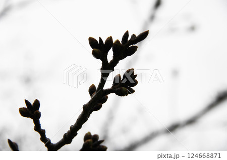 曇り空の下　蕾がつき始めた木の枝 124668871