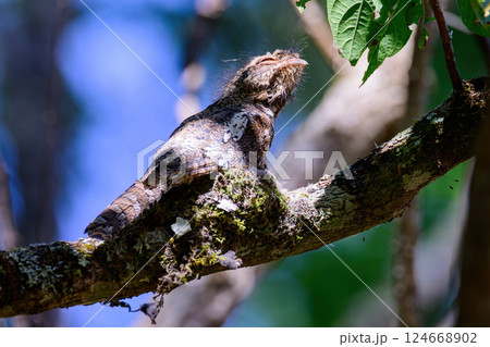 Hodgson's Frogmouth Bird or Batrachostomus hodgsoni incubates juveniles in the nest on the tree. 124668902