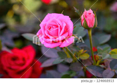 Pink Spray Rose Lovely flowers blooming in the garden, in Thailand. Pink Spray Rose Lovely flowers blooming in the garden, in Thailand. 124668913