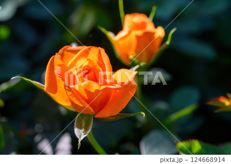 Orange Spray Rose Lovely flowers blooming in the garden, in Thailand. Orange Spray Rose Lovely flowers blooming in the garden, in Thailand. 124668914
