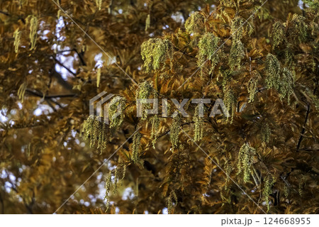 紅葉したクヌギ 124668955