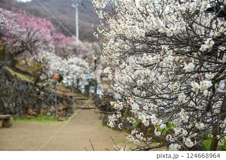 不老園の梅と園内の風景（山梨県） 124668964