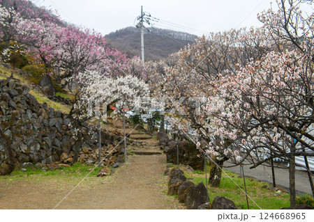 不老園の梅と黄梅の小径の入り口(山梨県) 不老園の梅と黄梅の小径の入り口(山梨県) 124668965