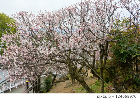 甲府の梅園・不老園の梅の花（山梨県） 124668970