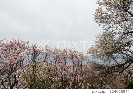 甲府の梅園・不老園の梅の花（山梨県） 124668974