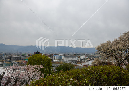 甲府の梅園・不老園の梅の花と山並み（山梨県） 124668975