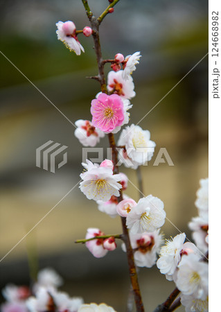 源平咲きで紅白2色の梅の花・甲府の不老園（山梨県） 124668982