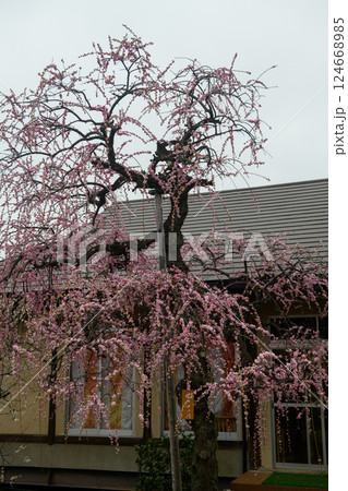 甲府の梅園・不老園の展示場前の梅の花(山梨県) 甲府の梅園・不老園の展示場前の梅の花(山梨県) 124668985
