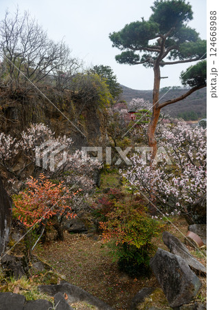 不老園の梅と奇岩の庭園（山梨県） 124668988