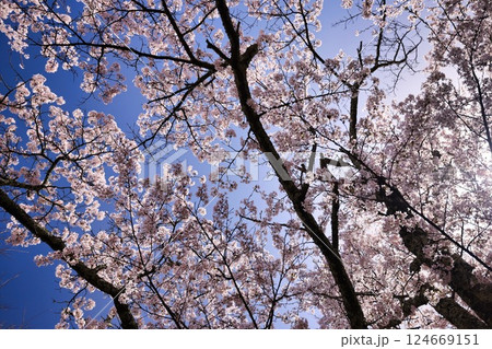 長野県安曇野市の光城山の桜 124669151