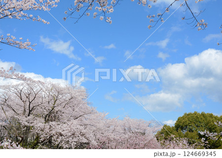 桜と青空 124669345