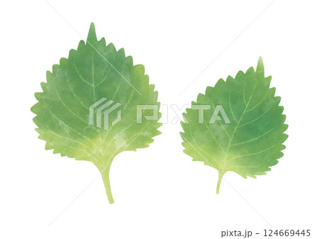 水彩風の大葉のイラスト 水彩風の大葉のイラスト 124669445