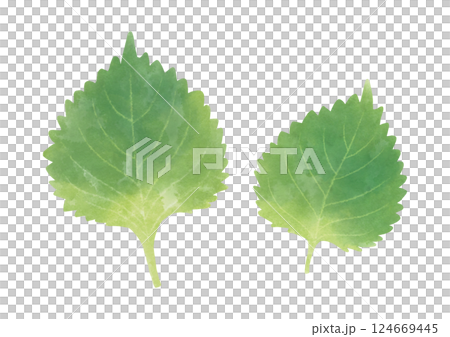 水彩風の大葉のイラスト 水彩風の大葉のイラスト 124669445