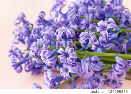 ヒヤシンスの花 早春のヒヤシンス ヒヤシンスの紫色の花 ヒヤシンスの花 早春のヒヤシンス ヒヤシンスの紫色の花 124669880