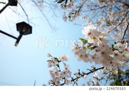青空と公園の満開の桜 青空と公園の満開の桜 124670163