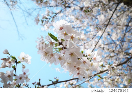 青空と公園の満開の桜 青空と公園の満開の桜 124670165