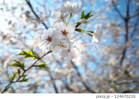 快晴の空と満開の桜 124670226