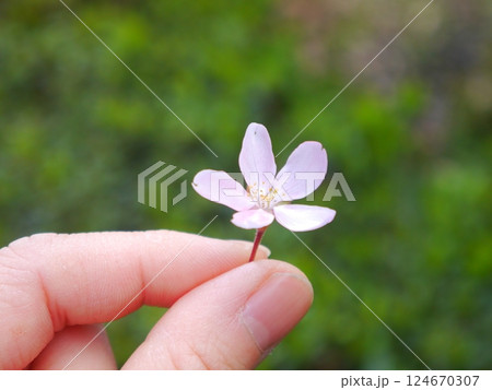 春　一輪　枝垂桜 124670307