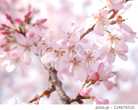 春 満開 枝垂桜 春 満開 枝垂桜 124670310