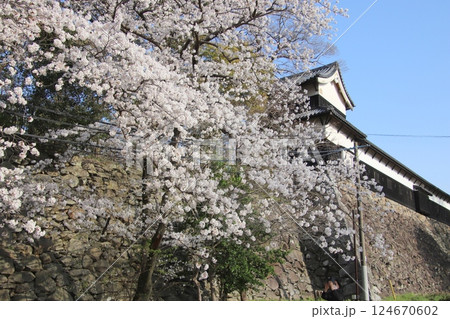 福岡市の福岡城南丸多聞櫓と満開の桜 福岡市の福岡城南丸多聞櫓と満開の桜 124670602