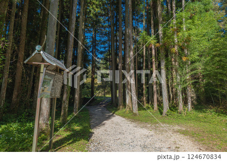 岐阜 岩村城 登城道の木立 岐阜 岩村城 登城道の木立 124670834