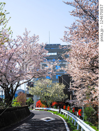 青空が広がる春の中川堤と桜のある風景 124670857