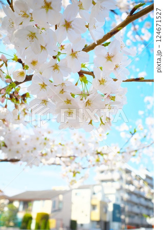 練馬区石神井川沿いの満開の桜 練馬区石神井川沿いの満開の桜 124671527