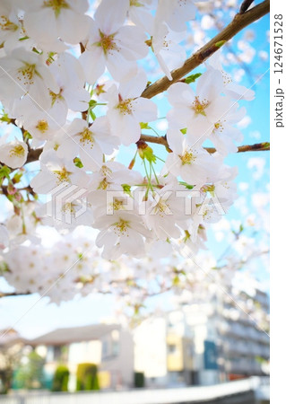 練馬区石神井川沿いの満開の桜 練馬区石神井川沿いの満開の桜 124671528
