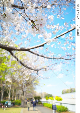 練馬区石神井川沿いの満開の桜 練馬区石神井川沿いの満開の桜 124671550