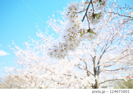 公園に咲く満開の桜 公園に咲く満開の桜 124671601