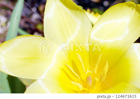 チューリップ☆Tulip 124671615