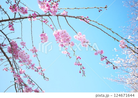 春の青空とピンクのしだれサクラの風景 124671644