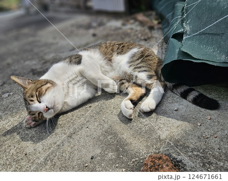 耳をかく猫 耳をかく猫 124671661