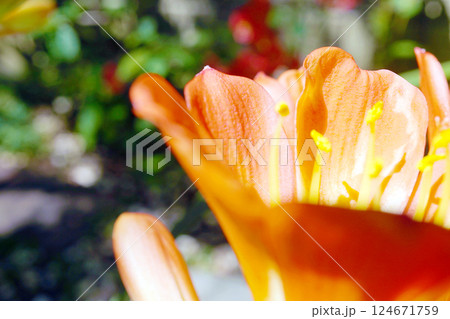 クンシラン 124671759