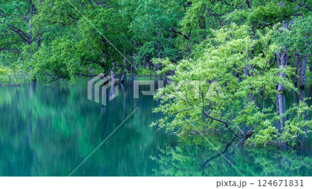 白川湖の水没林 124671831