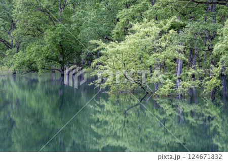 白川湖の水没林 白川湖の水没林 124671832