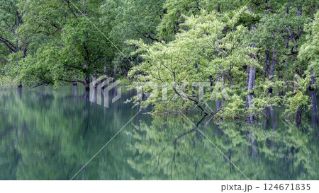 白川湖の水没林 白川湖の水没林 124671835