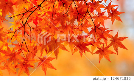 もみじ 紅葉 124671836