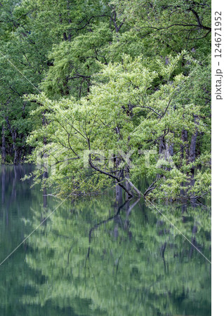 白川湖の水没林 白川湖の水没林 124671952