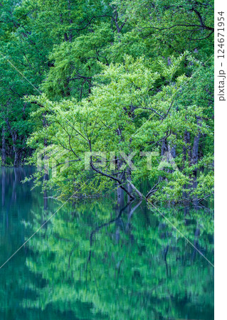 白川湖の水没林 白川湖の水没林 124671954