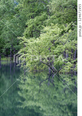 白川湖の水没林 124671955