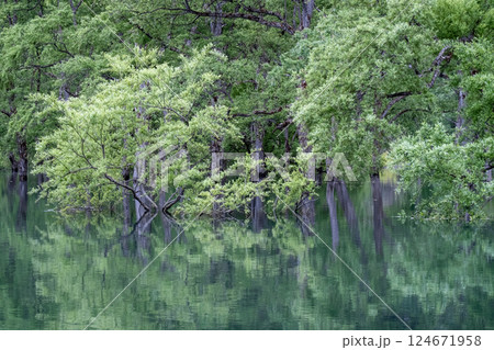 白川湖の水没林 124671958