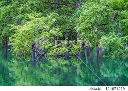 白川湖の水没林 白川湖の水没林 124671959