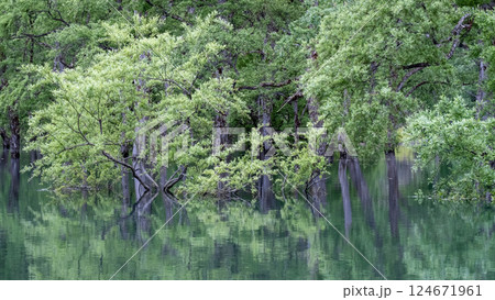 白川湖の水没林 白川湖の水没林 124671961