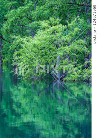 白川湖の水没林 124671969