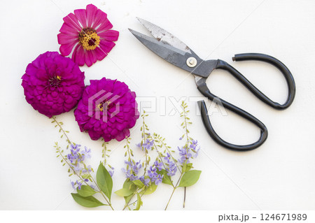 pink flowers zinnia elegan with scissors iron arrangement flat lay style pink flowers zinnia elegan with scissors iron arrangement flat lay style 124671989