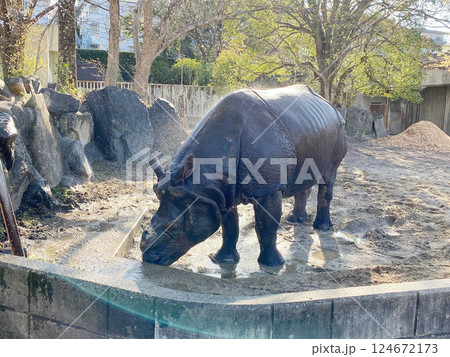 水浴びをするサイ 水浴びをするサイ 124672173